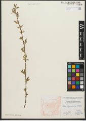 Foto von Salix pycnostachya Andersson